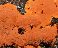 Hypoxylon crocopeplum