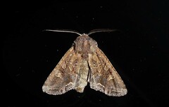 Ichneutica insignis