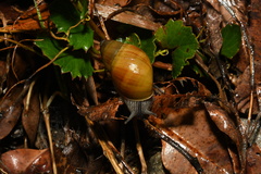 Bothriembryon glauerti