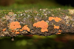 Hypoxylon crocopeplum