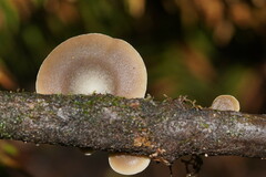 Conchomyces bursiformis