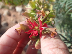 Melianthus pectinatus