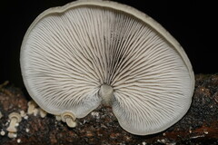 Conchomyces bursiformis