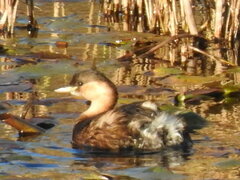 Tachybaptus ruficollis