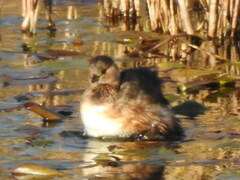 Tachybaptus ruficollis