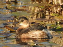 Tachybaptus ruficollis