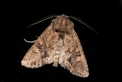 Ichneutica insignis