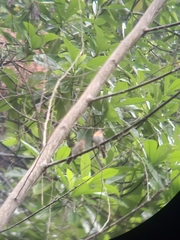 Cyornis sumatrensis