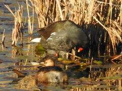 Tachybaptus ruficollis
