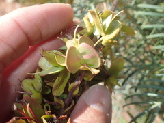 Melianthus pectinatus