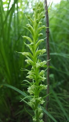 Platanthera flava herbiola