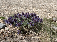 Dracocephalum pinnatum