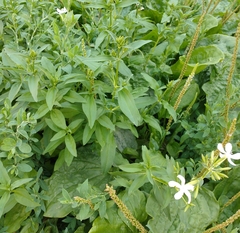 Saponaria officinalis