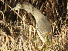 Nycticorax nycticorax