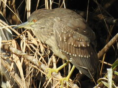Nycticorax nycticorax