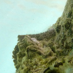 Salarias alboguttatus
