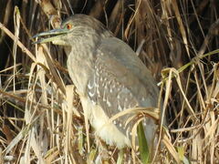 Nycticorax nycticorax