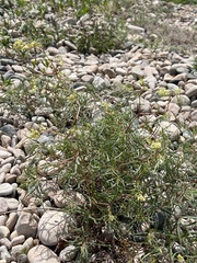 Persicaria angustifolia