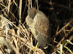 Nycticorax nycticorax