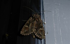 Ichneutica insignis