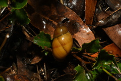 Bothriembryon glauerti