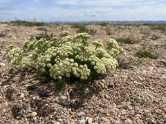 Ferulopsis hystrix