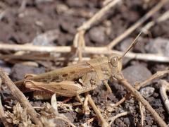 Calliptamus plebeius