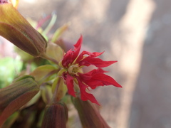 Melianthus pectinatus