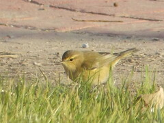 Phylloscopus collybita