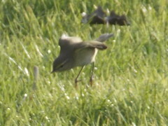 Phylloscopus collybita