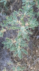 Astragalus microcephalus