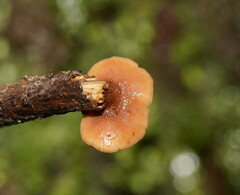 Lentinellus castoreus