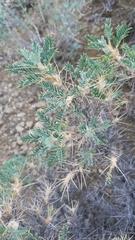 Astragalus microcephalus