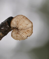 Lentinellus castoreus