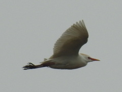 Bubulcus ibis