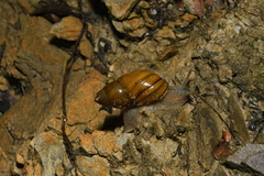 Bothriembryon glauerti