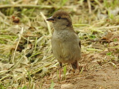 Passer domesticus