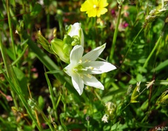 Ornithogalum concinnum