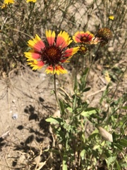 Gaillardia × grandiflora