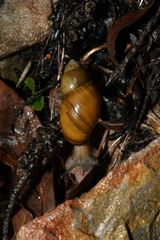 Bothriembryon glauerti