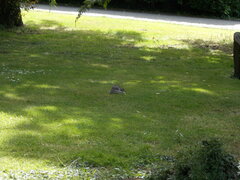 Sciurus carolinensis