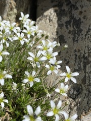 Arenaria grandiflora