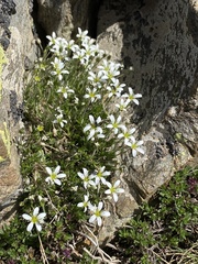 Arenaria grandiflora
