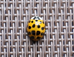 Harmonia axyridis