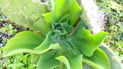 Echeveria pallida