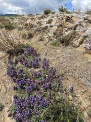 Dracocephalum pinnatum