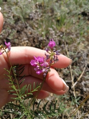 Astragalus versicolor