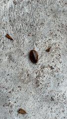 Poeciloblatta angusta