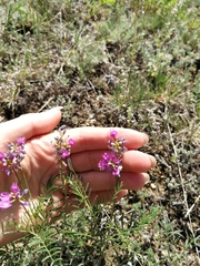 Astragalus versicolor