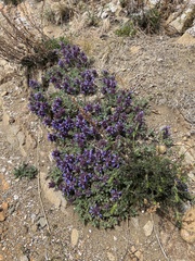 Dracocephalum pinnatum